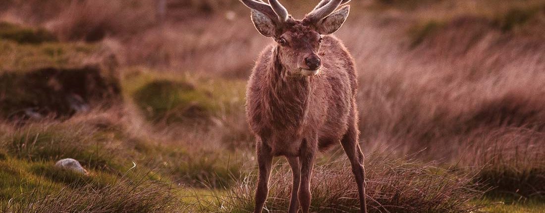 Local wildlife